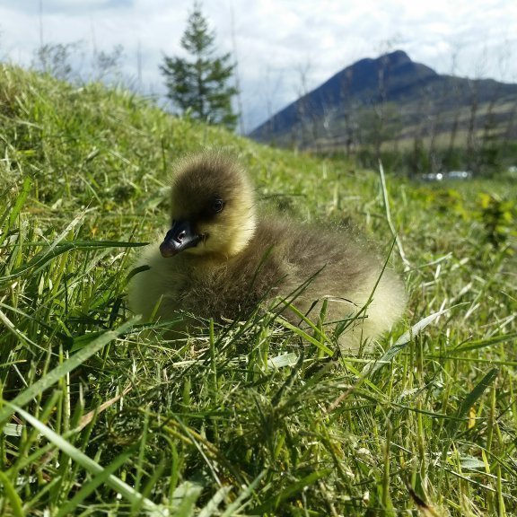 Dýralífið í Eyjafjarðarsveit blómstrar á vorin