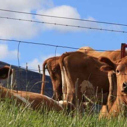 Kýrnar njóta sín á sumrin í Eyjafjarðarsveit