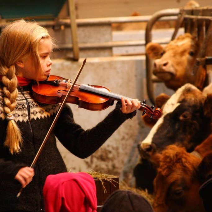 Ungur fiðluleikari spilar fyrir kýr