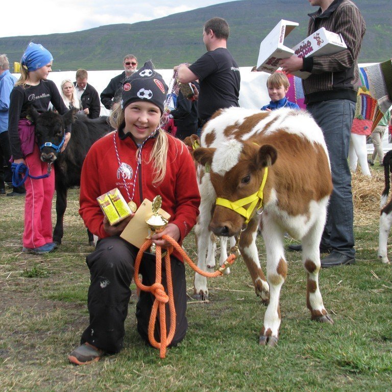 Tanja Kristín með kálfinn Skræðu frá Rifkelsstöðum