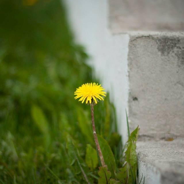 Túnfíflarnir mættir og þá opnar safnið!