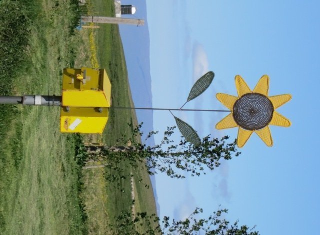 Steinhólar