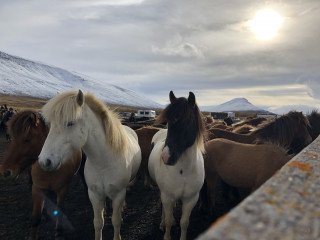 Gangnaseðlar hrossasmölunar 2020