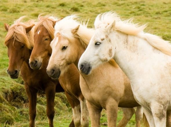 Hrossasmölun og stóðréttir