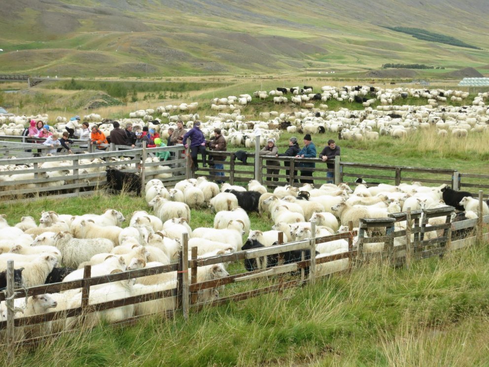 Álagning fjallskila 2023