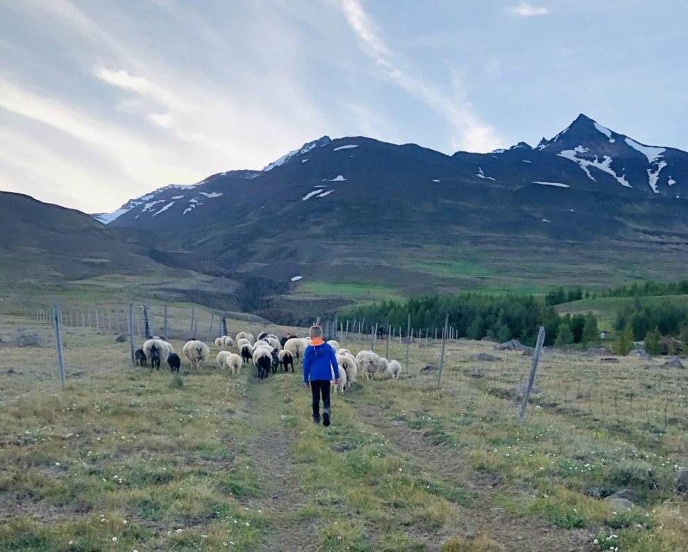 Sleppingar fyrir sauðfé verða þann 15. júní í ár