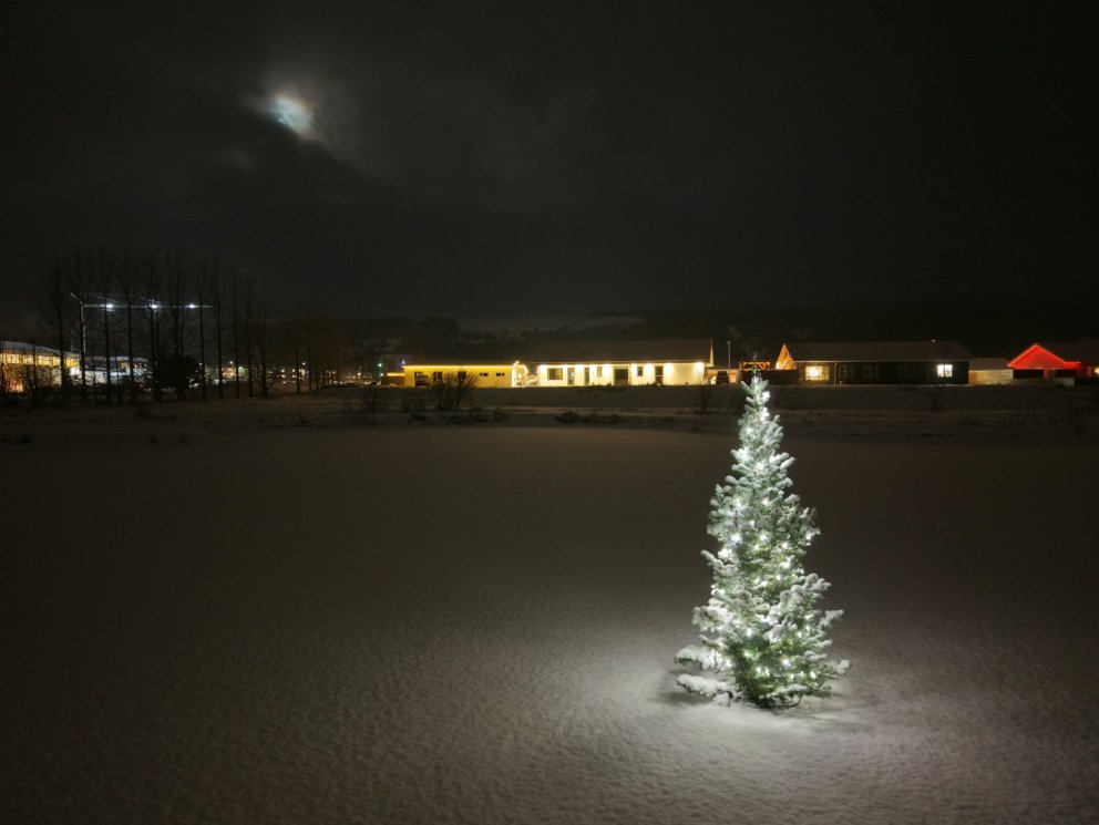 Jólatréð á tjörninni