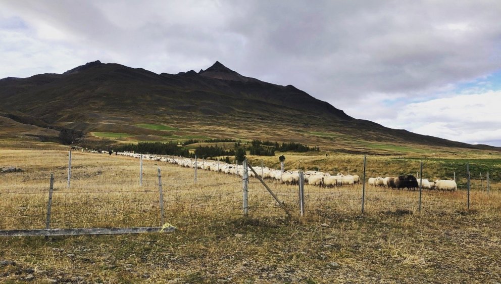 Gangnadaga haustið 2022