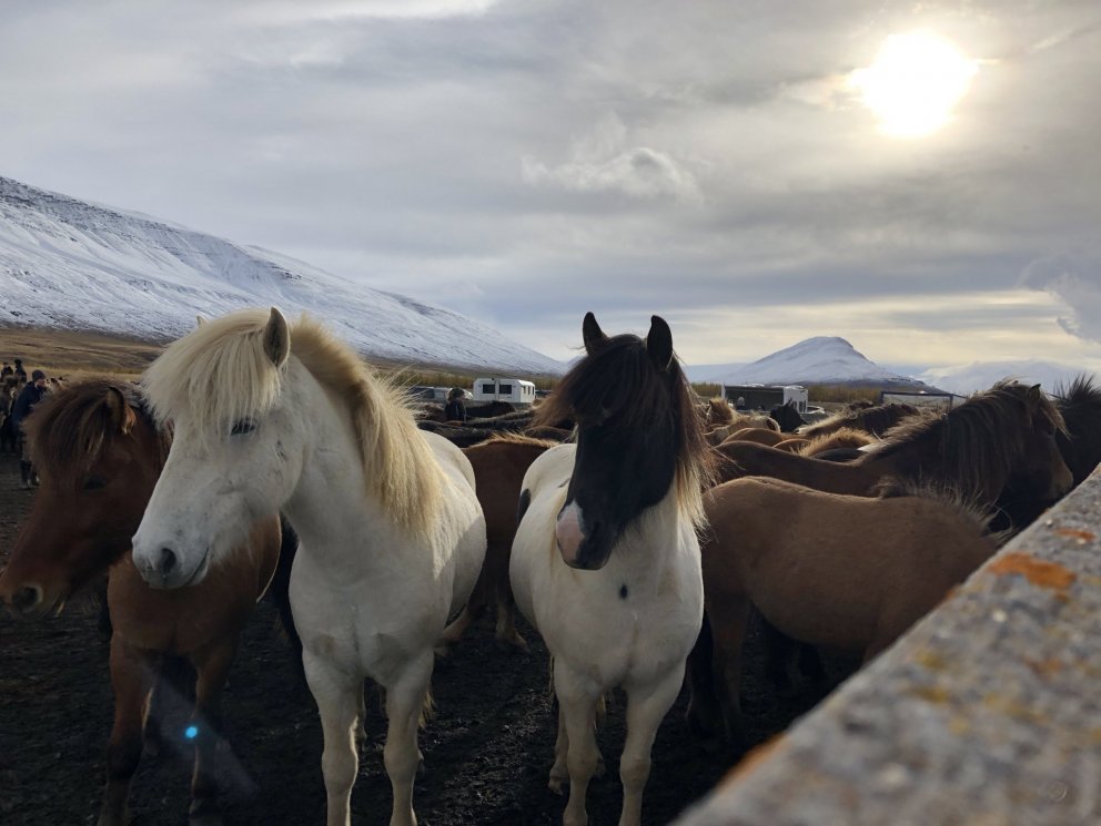 Gangnaseðlar hrossasmölunar 2022