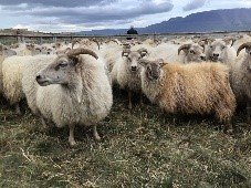 Göngur og réttir 2024