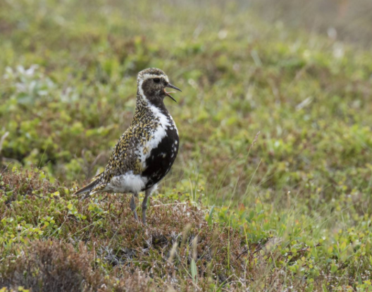 SSNE: Opnað fyrir umsóknir í Lóu - nýsköpunarstyrki fyrir landsbyggðina