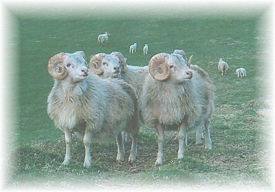 Ullarflutningar í Eyjafjarðarsveit